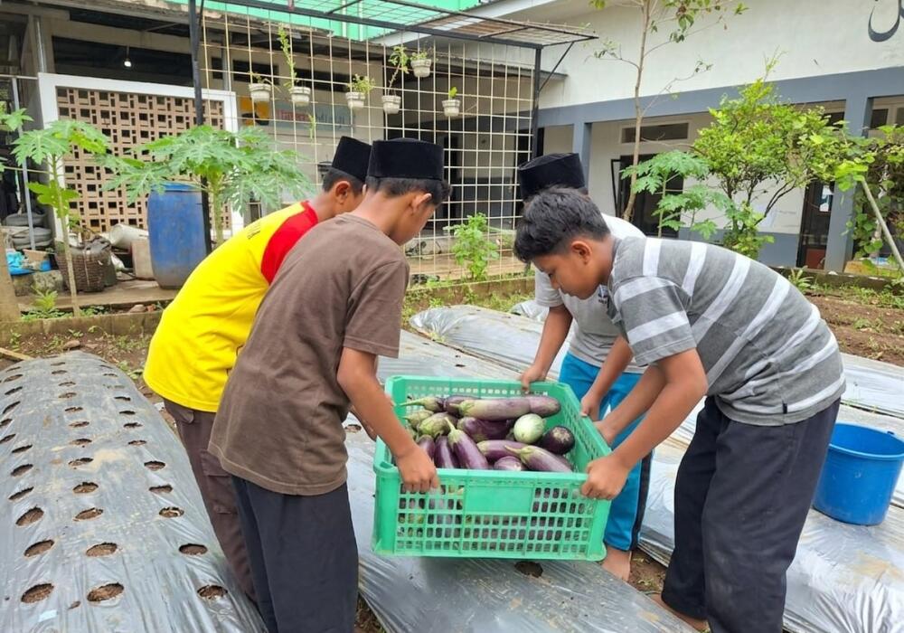 Santripreneur Club SMP Persada Kembali Panen Terong dan Cabai, Hasilnya Dinikmati Bersama Santri